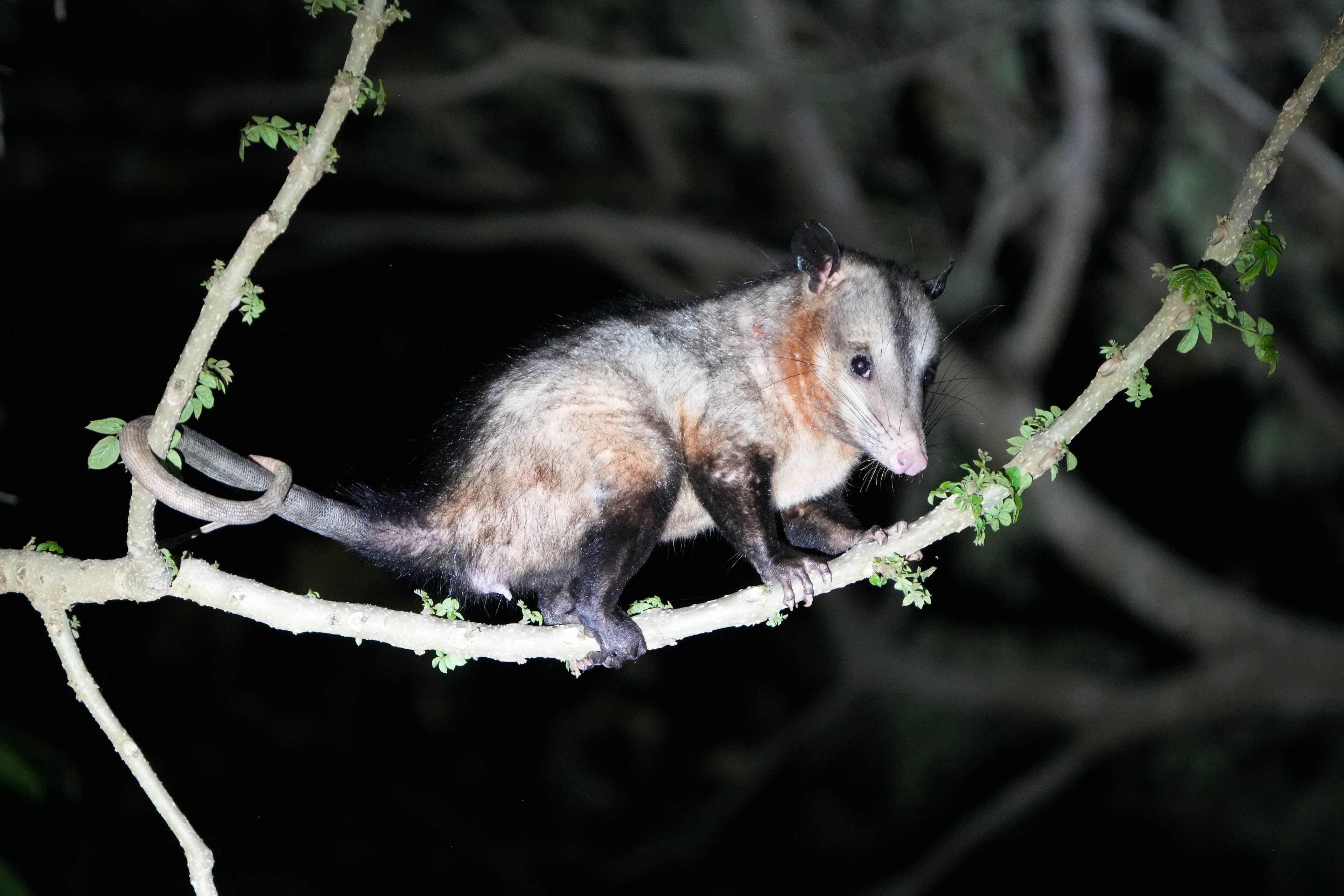 Wildlife Night Walk