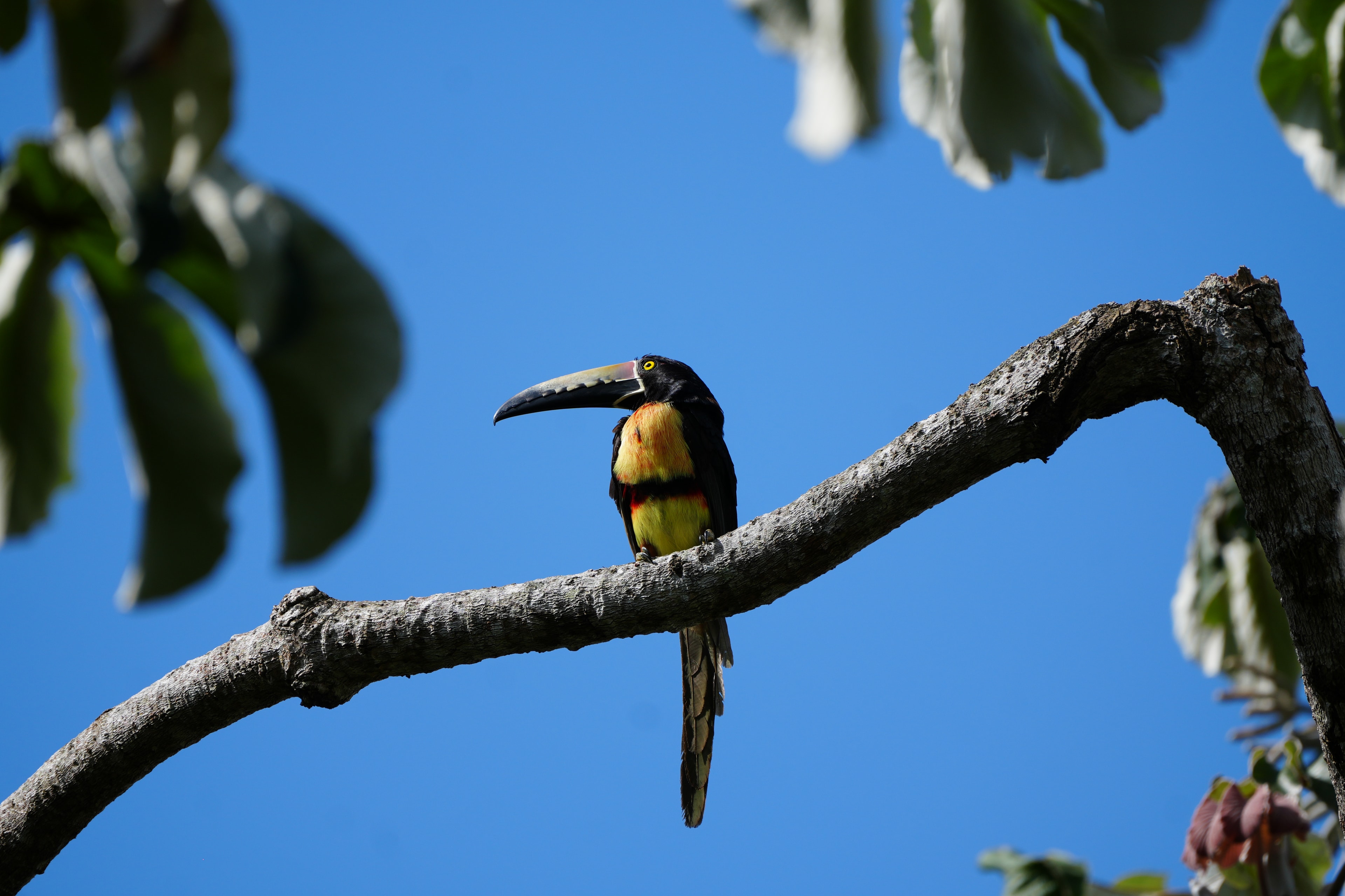 Bird Watching