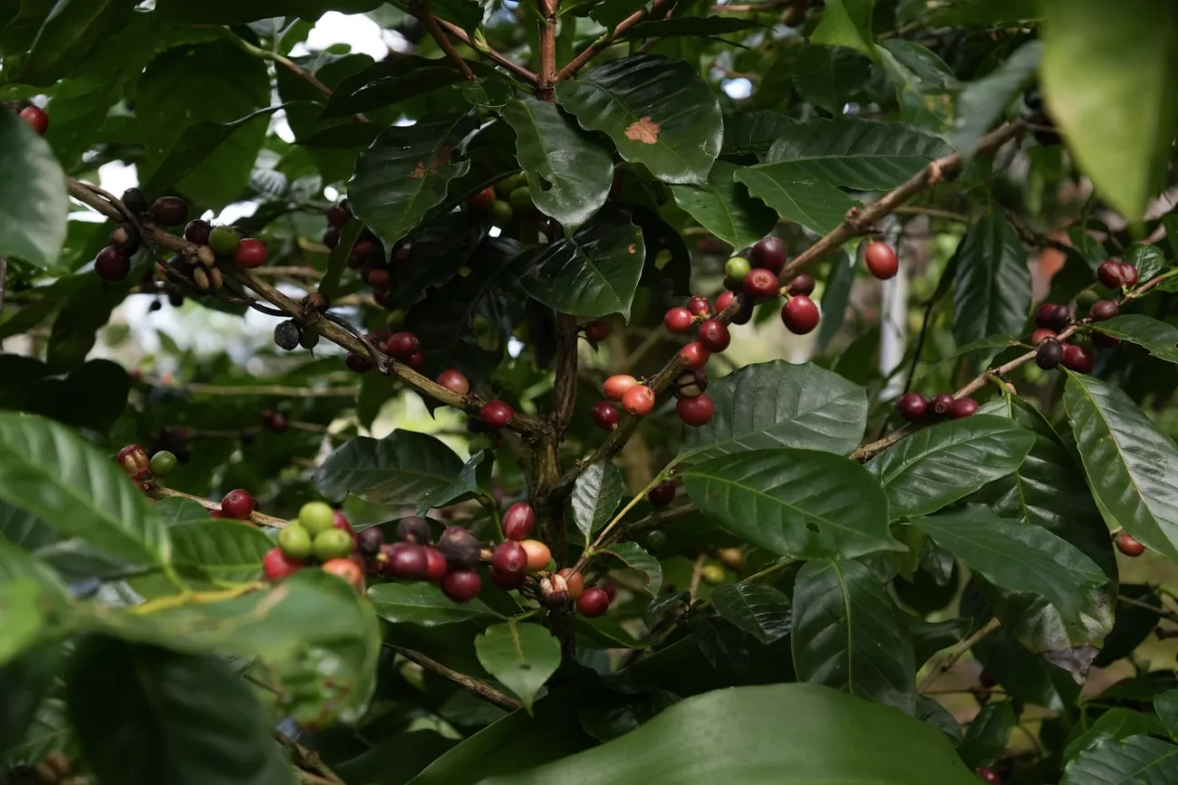 Coffee Plantation