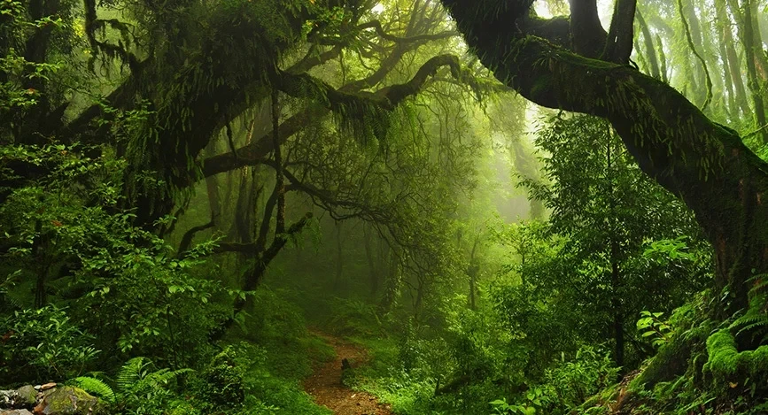 Hiking Trails